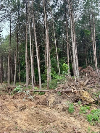Images Whitzell Excavation