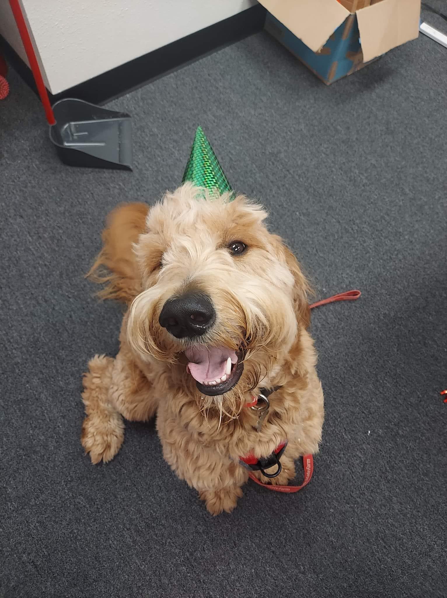 Bear the doodle hanging out for his bday at David Steinman state farm insurance agent's office