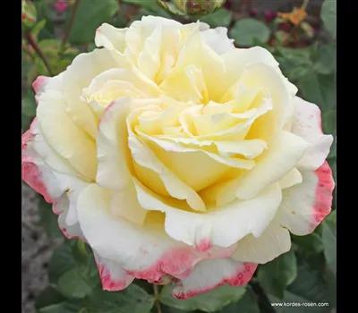 Rose 'Athena'_Zanker Gartenbau