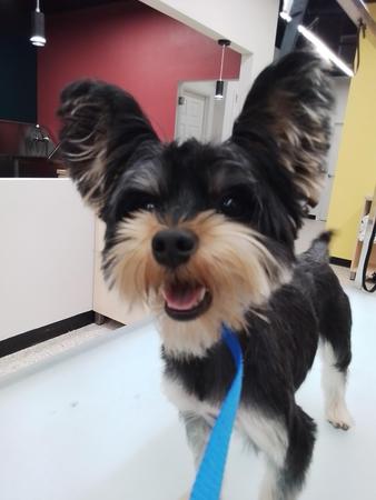 Images Well Groomed Pets McAllen