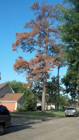 Images TNT Tree Service