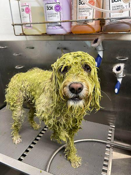 Images San Diego Grooming Academy