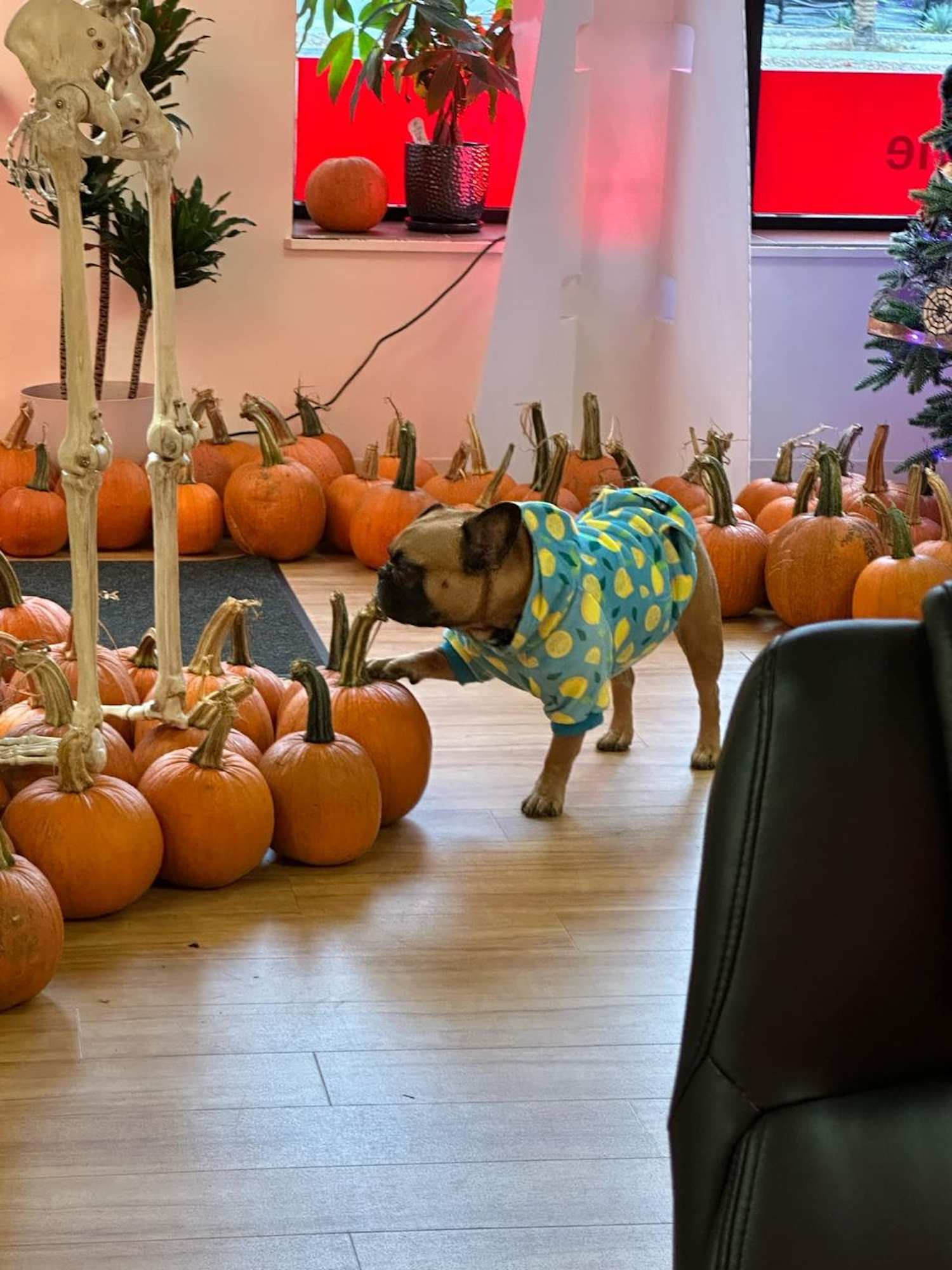 Pumpkin quality control inspection is in progress at the office.