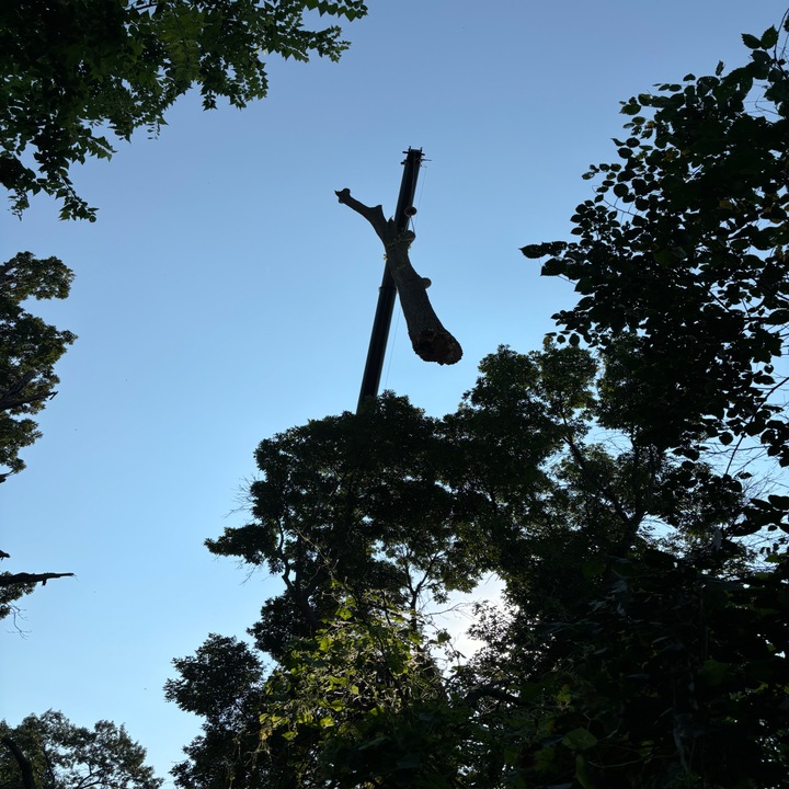Images Central MN Tree Service