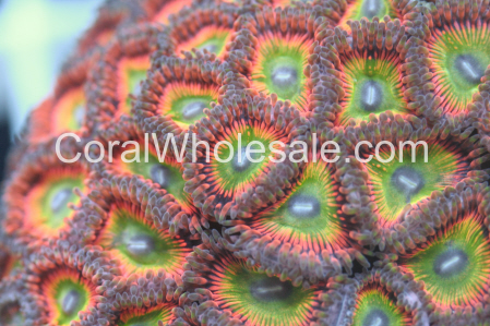 Images Coral Wholesale