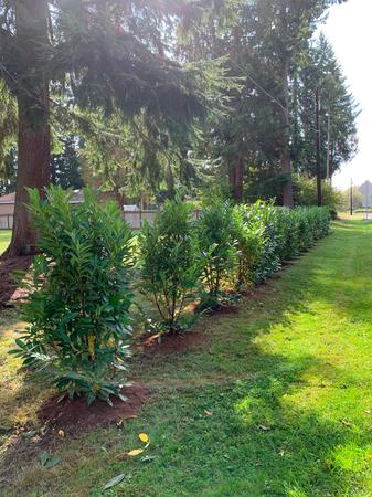 Images GREEN GIANT NURSERY LLC