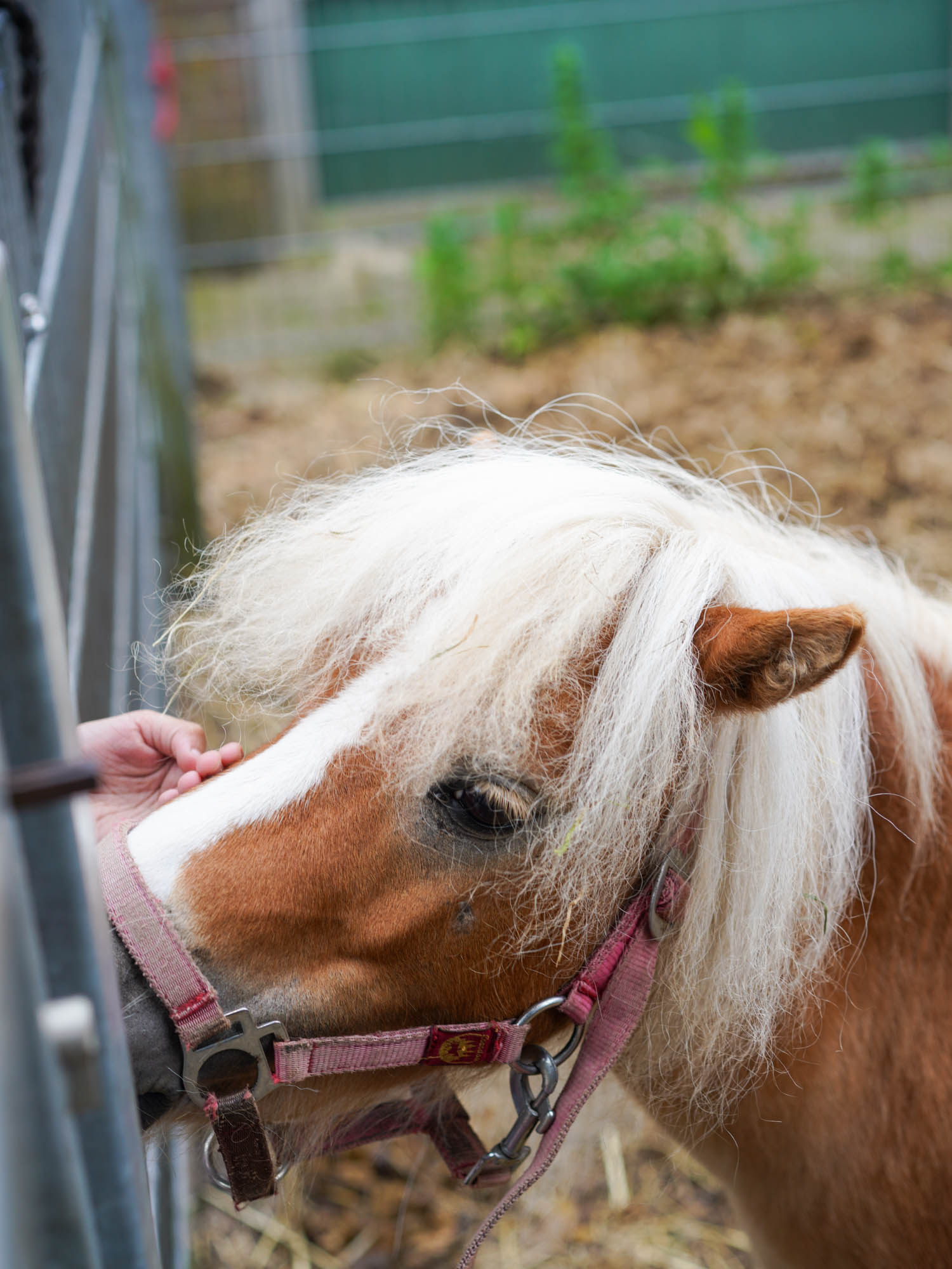 Bilder Familiencampingplatz Haselünne