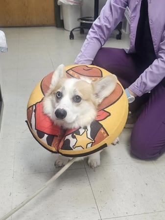 Images VCA Green Animal Hospital