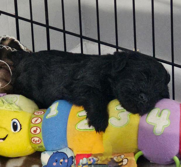 Images A'Lord Miniature Schnauzer
