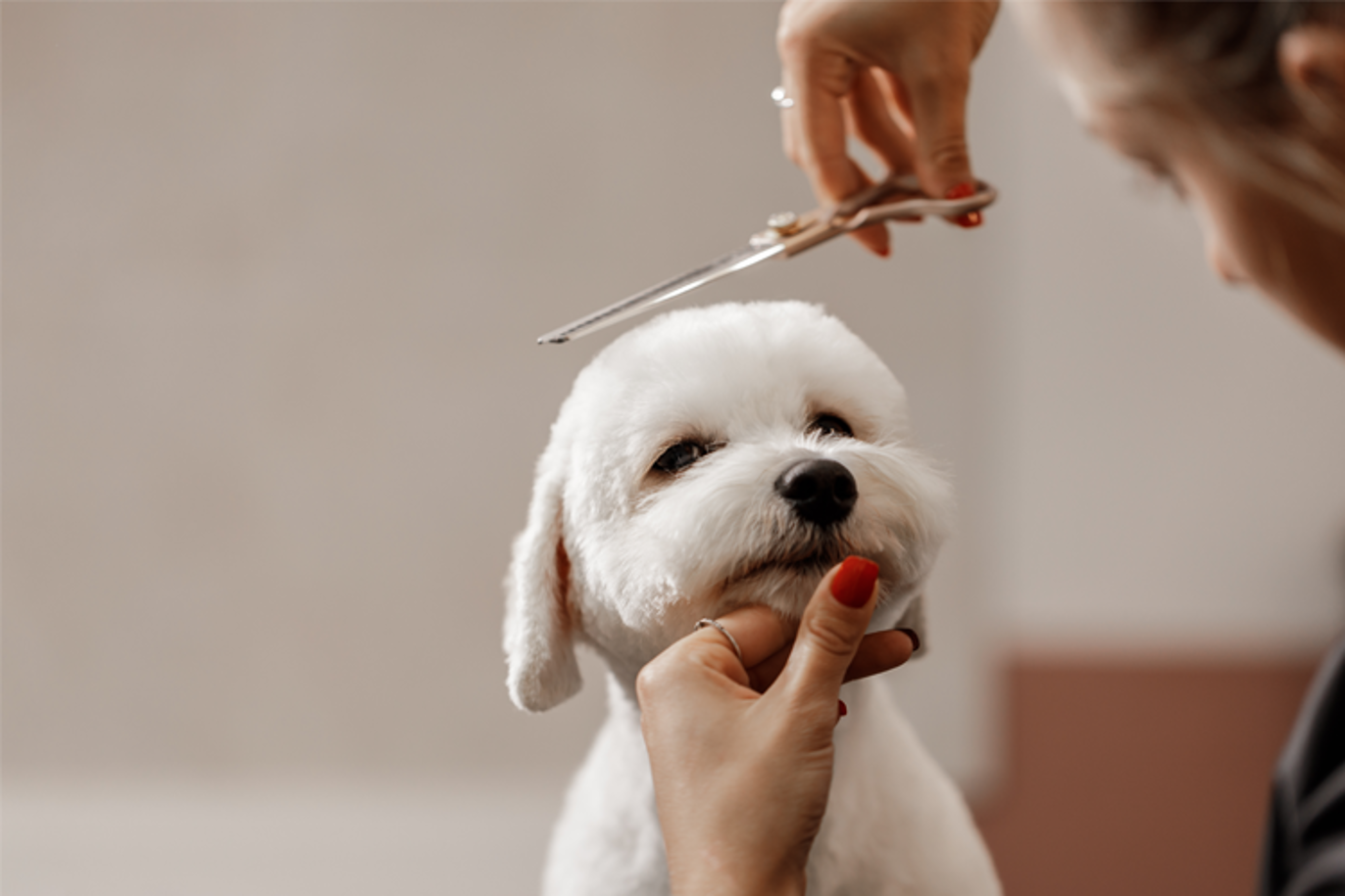 Images Hundefrisør Therese Hellegaard