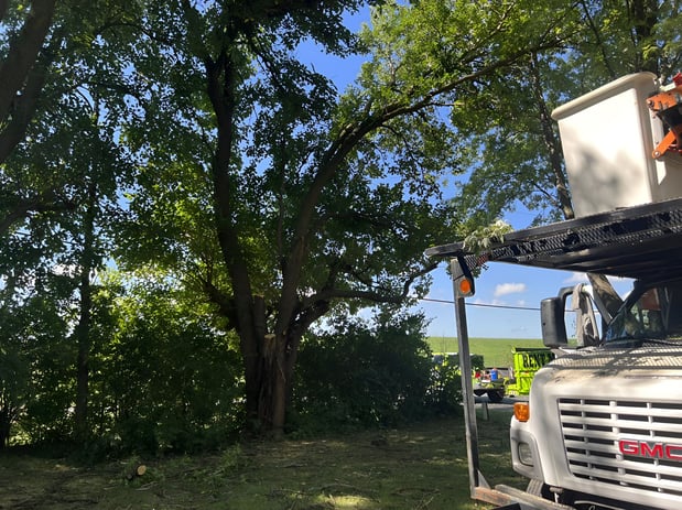 Images Mr. Nice Guy Tree Service