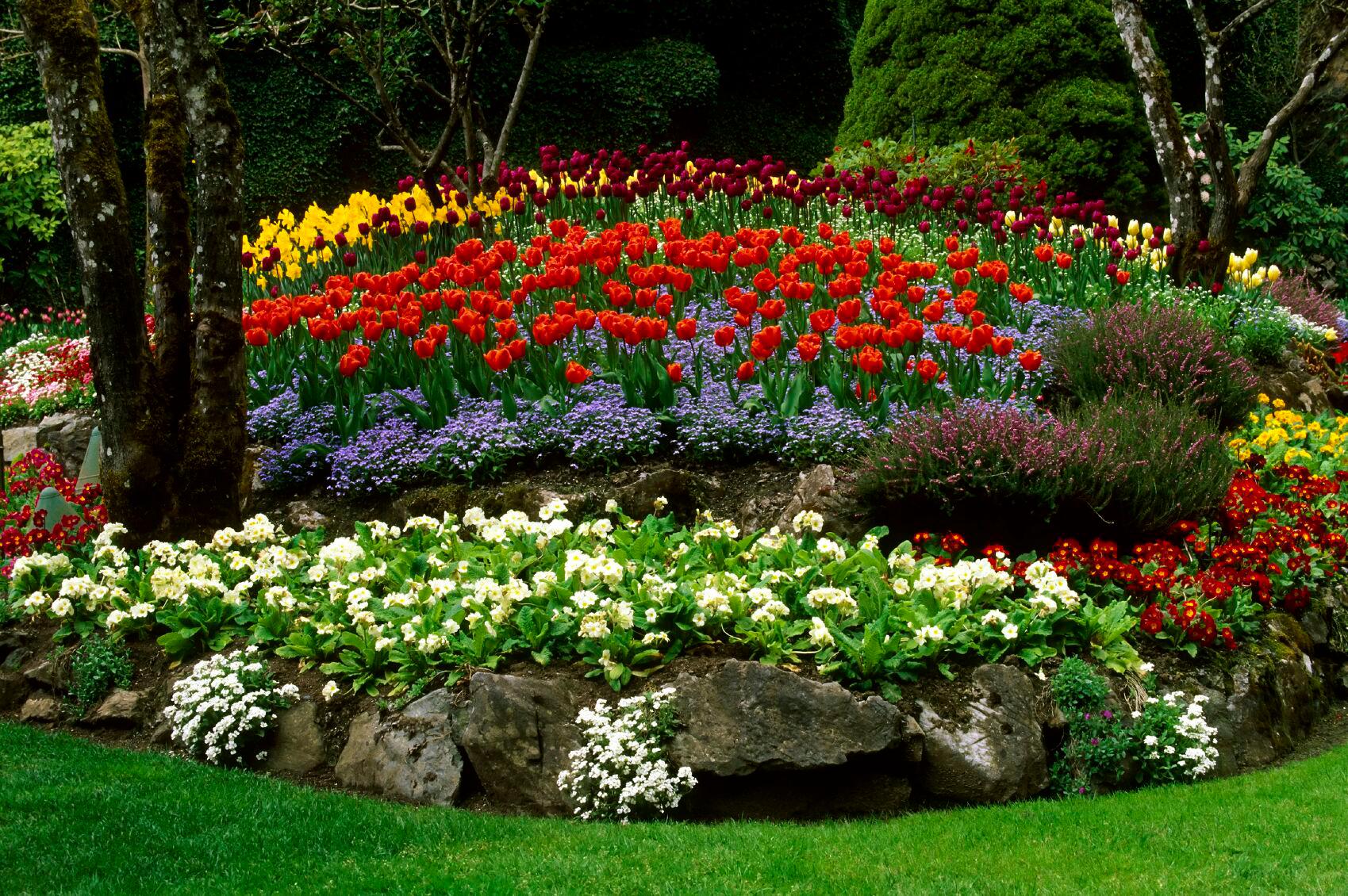 Видео сада с цветами. Рабатка Тунберга однолетник. Рабатка цветник. Красивые клумбы. Клумбы в саду.
