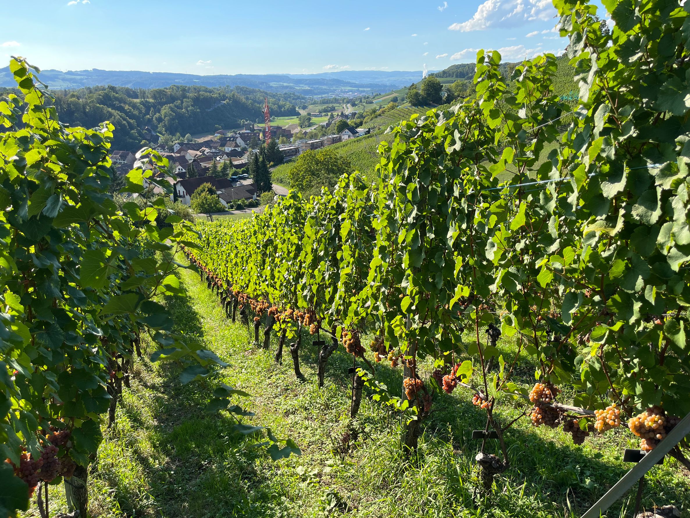 Bilder Baumgartner Weinbau AG