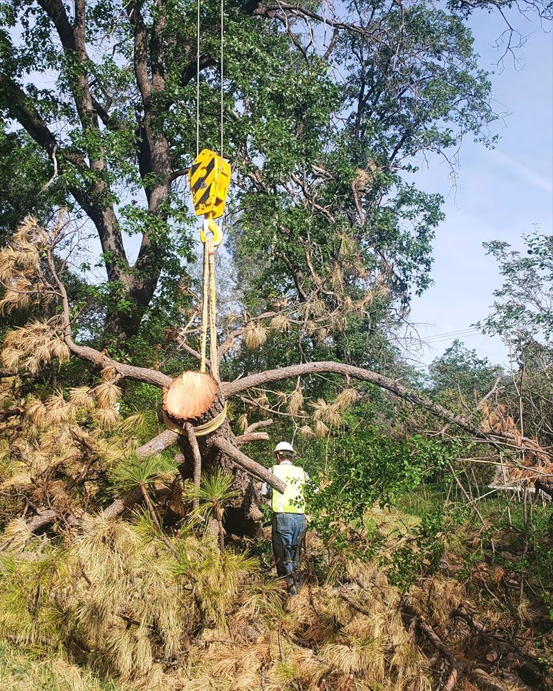 All Aspect Tree Service