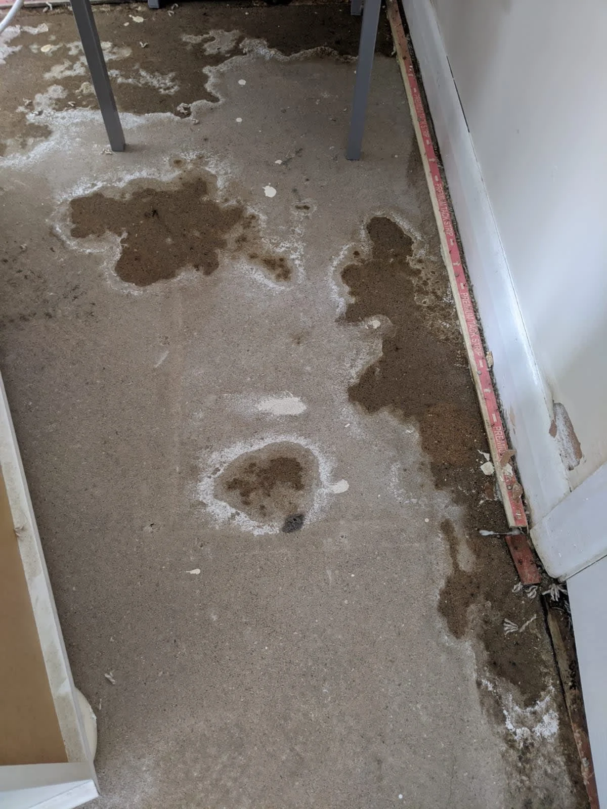 Images Damp Detectives