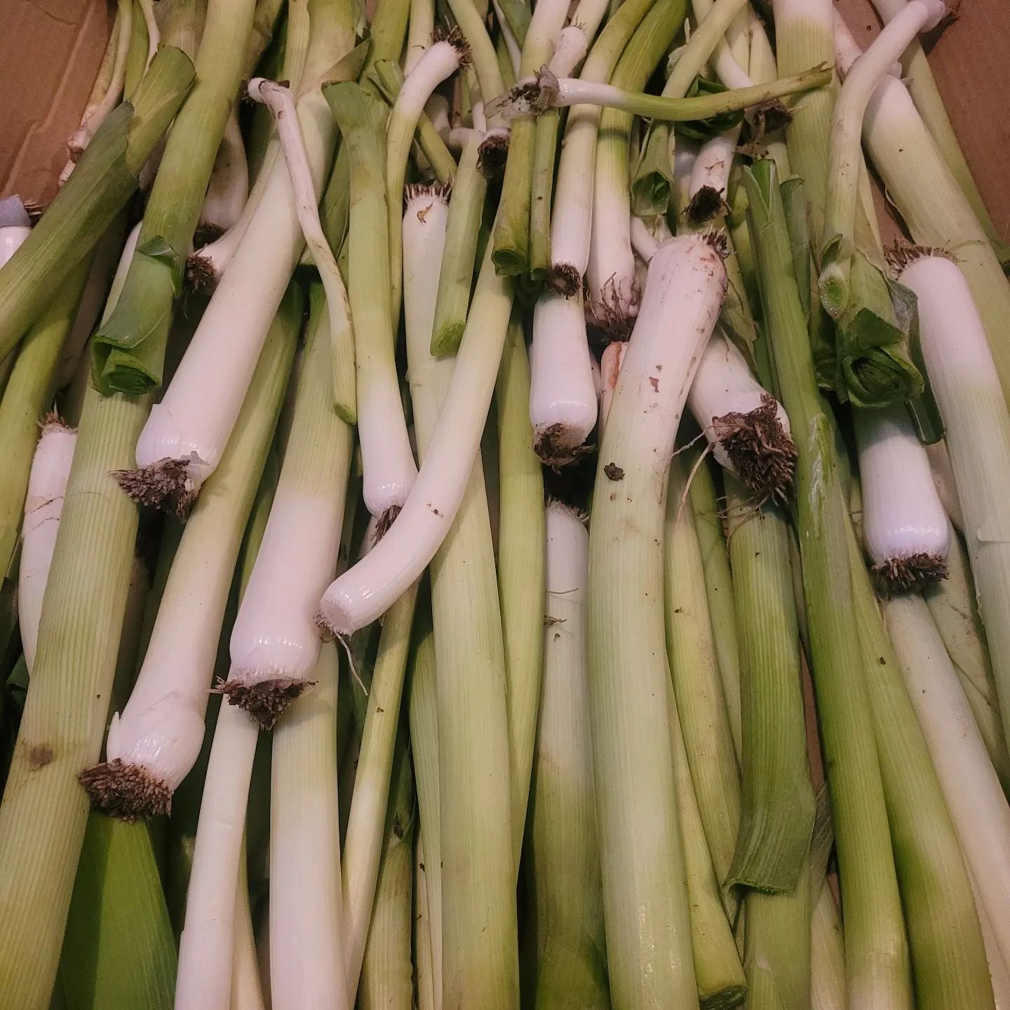 Images Catorcectáreas