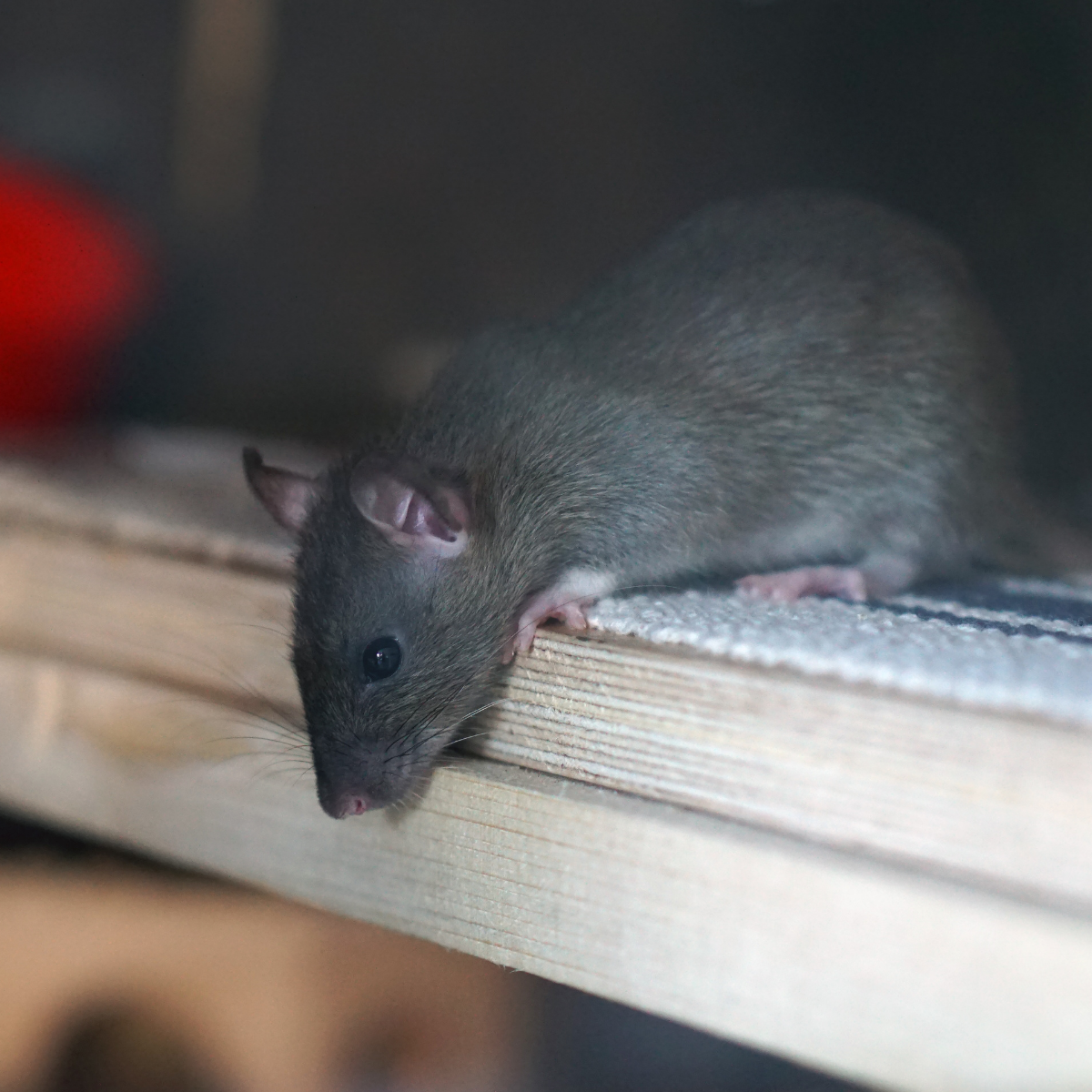 LA Rodent Exterminator & Proofing stops rodents in their tracks in Carson, CA.