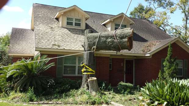 Images TNT Tree Service