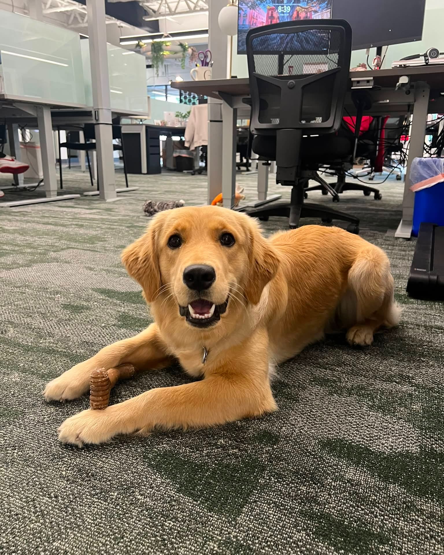 Meet Maple, our office dog! She loves greeting customers and is always happy to get some extra pets. 
