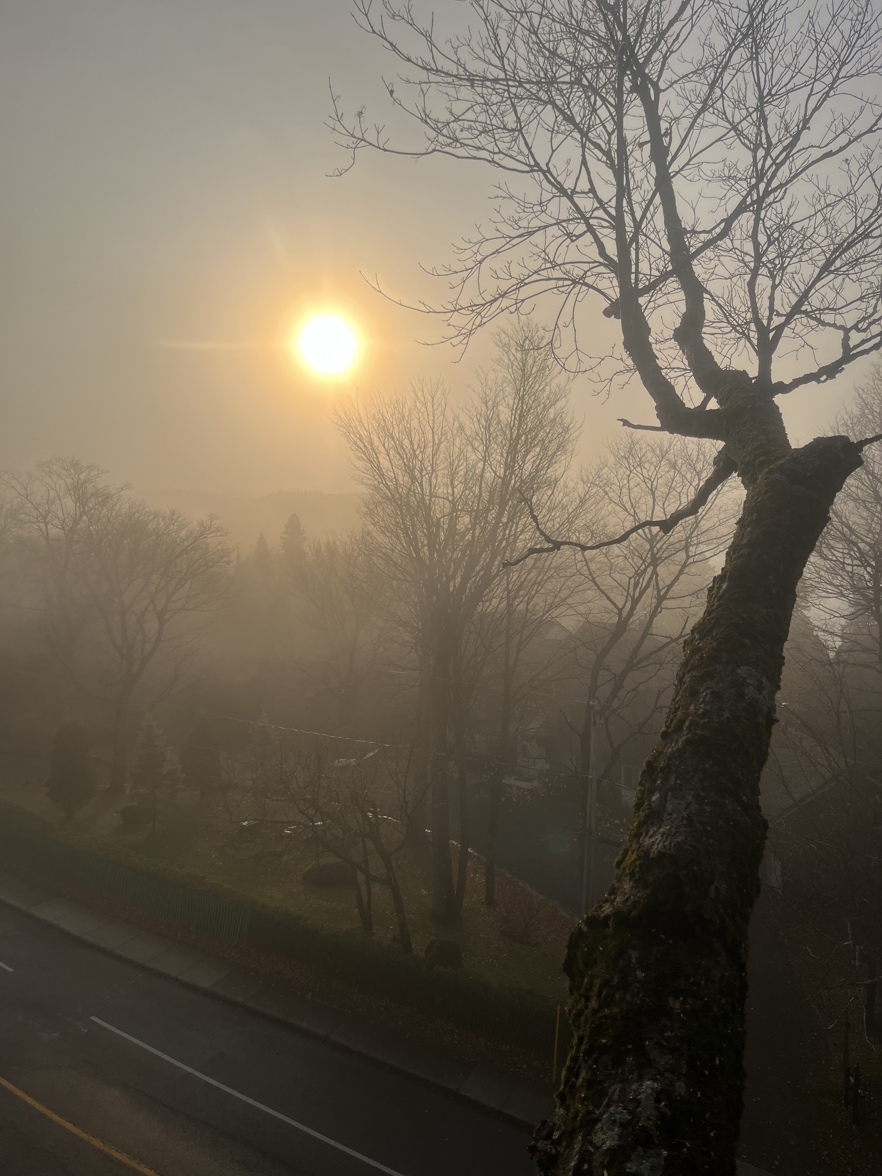 Images Élagage Frère d'Arbres