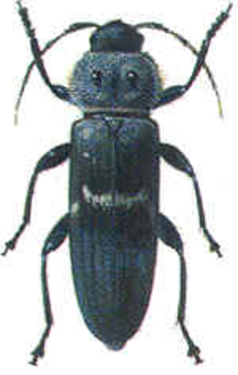 Images Svenska Reimpregnerings AB lavTOX