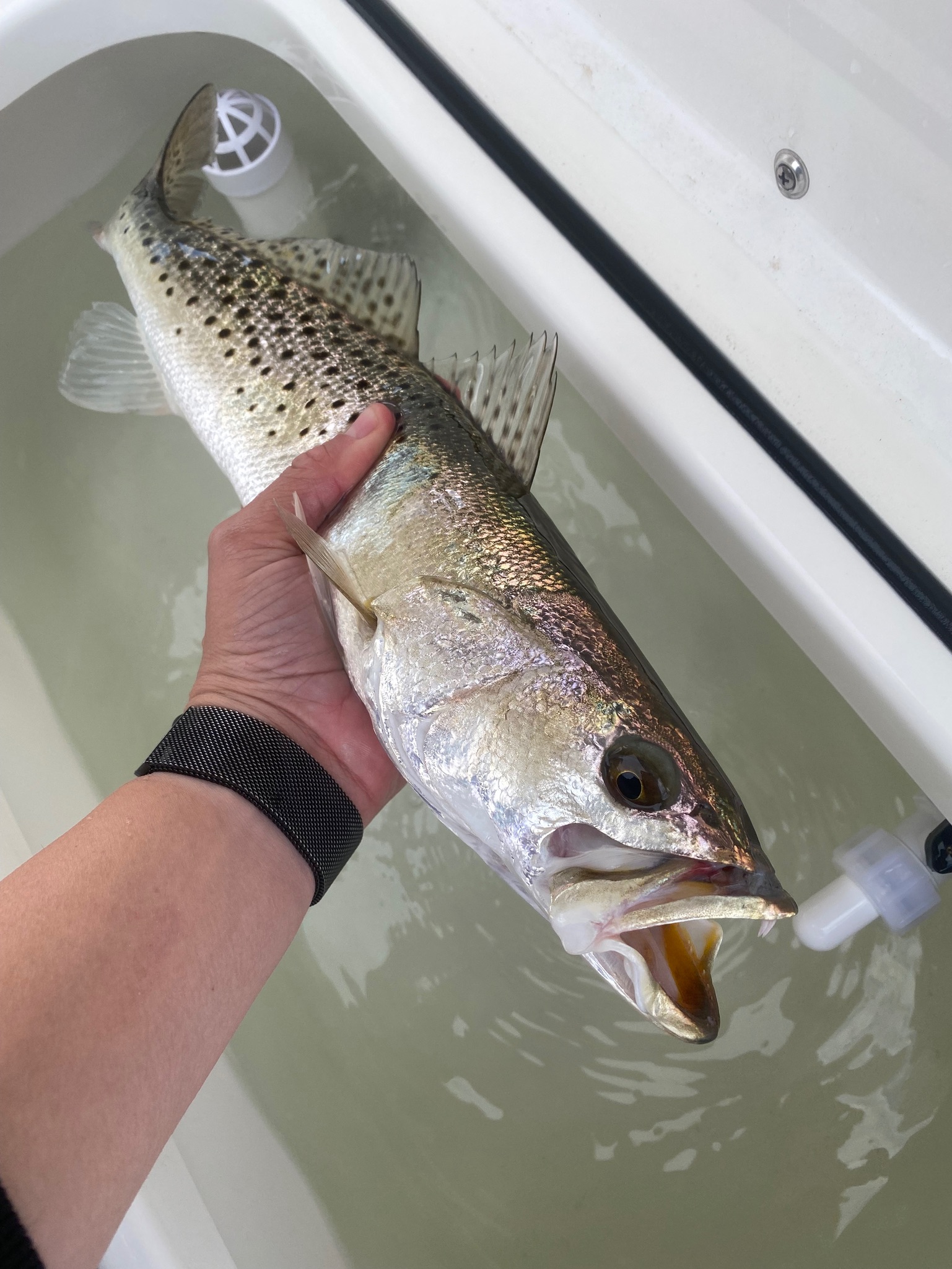 Sportsman Charters offers exciting fishing charters for anglers of all skill levels. Our experienced team is dedicated to providing a fun and successful fishing adventure, ensuring an enjoyable day on the water with great opportunities to catch fish.