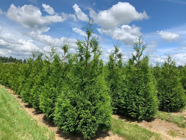 Images deWilde Wholesale Nurseries, Inc.