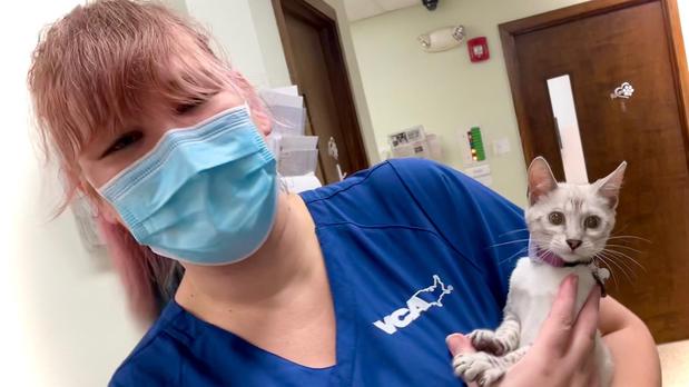 Images VCA Hollywood Animal Hospital
