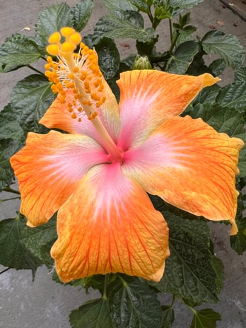 Images Grant Line Garden Center & Nursery