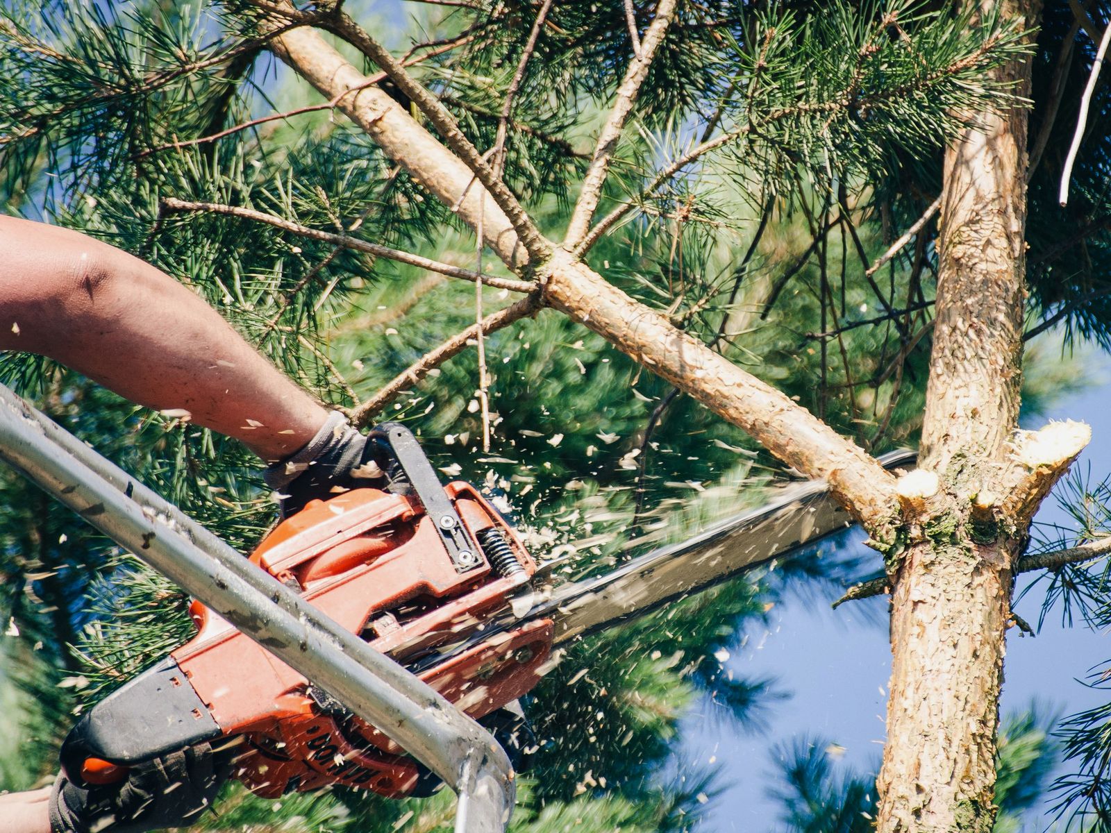 Garden City Tree Services