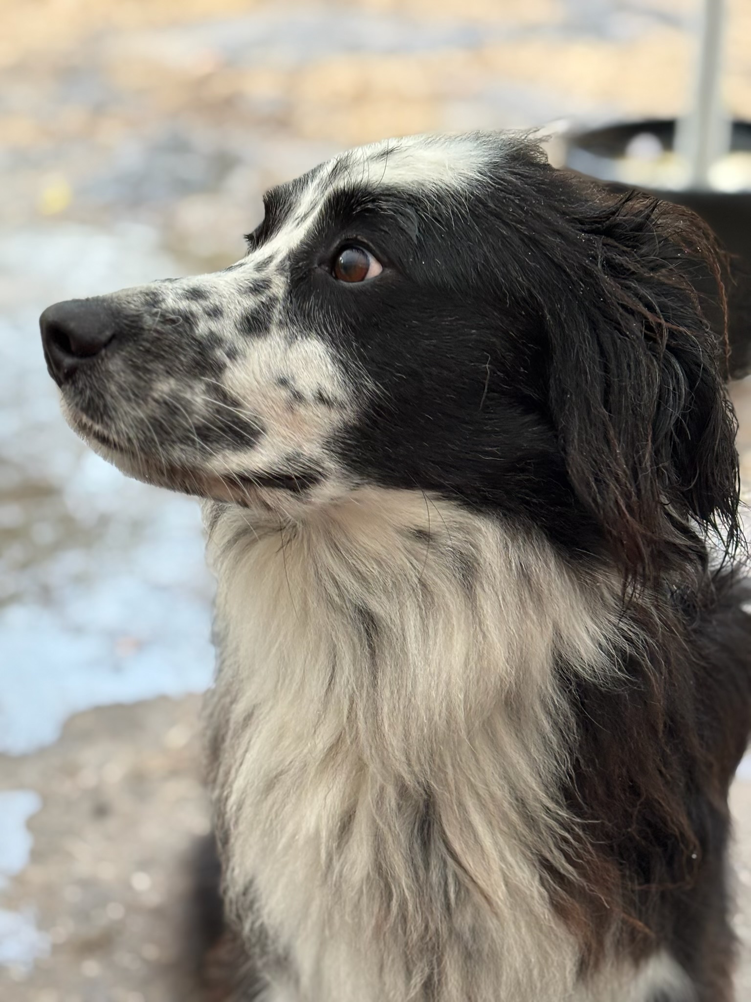 Russell's K9 Academy Image