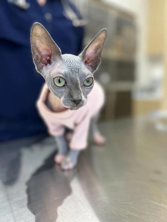 Images Petfolk Veterinary & Urgent Care - Mansfield
