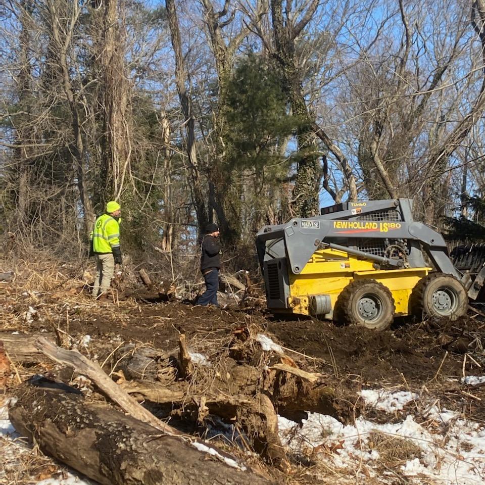 Tree removal Nassau County NY