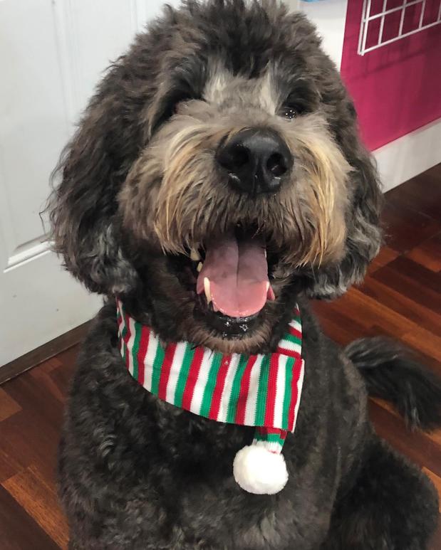 Images Woof Gang Bakery & Grooming Sarasota