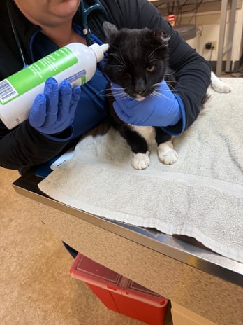 Images VCA Southeast Portland Animal Hospital