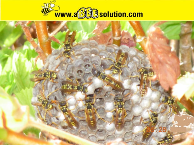 Images A Bee Solution