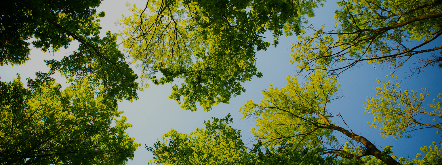 A forest of trees as seen from below.