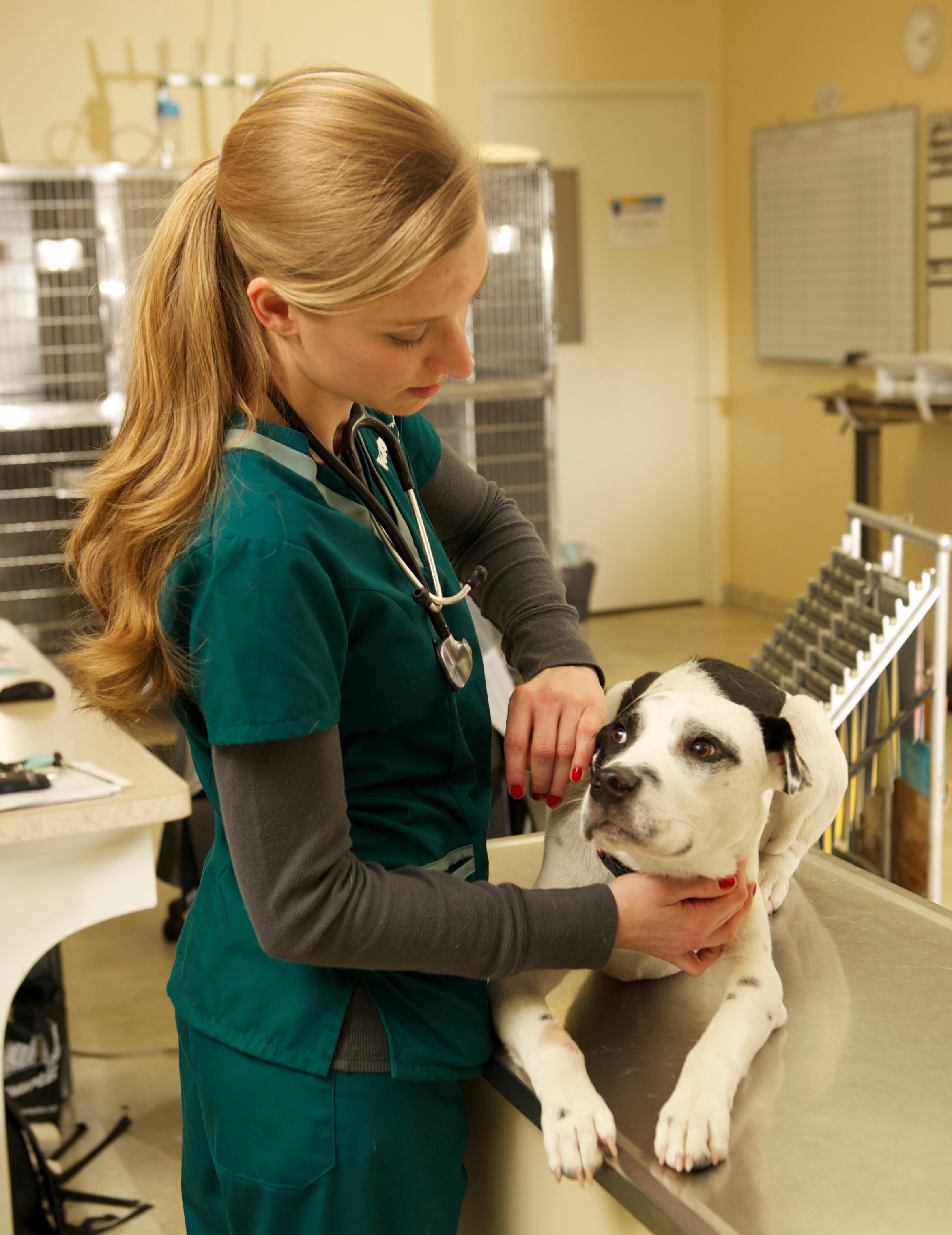 Image 8 | VCA SouthPaws Veterinary Specialists & Emergency Center