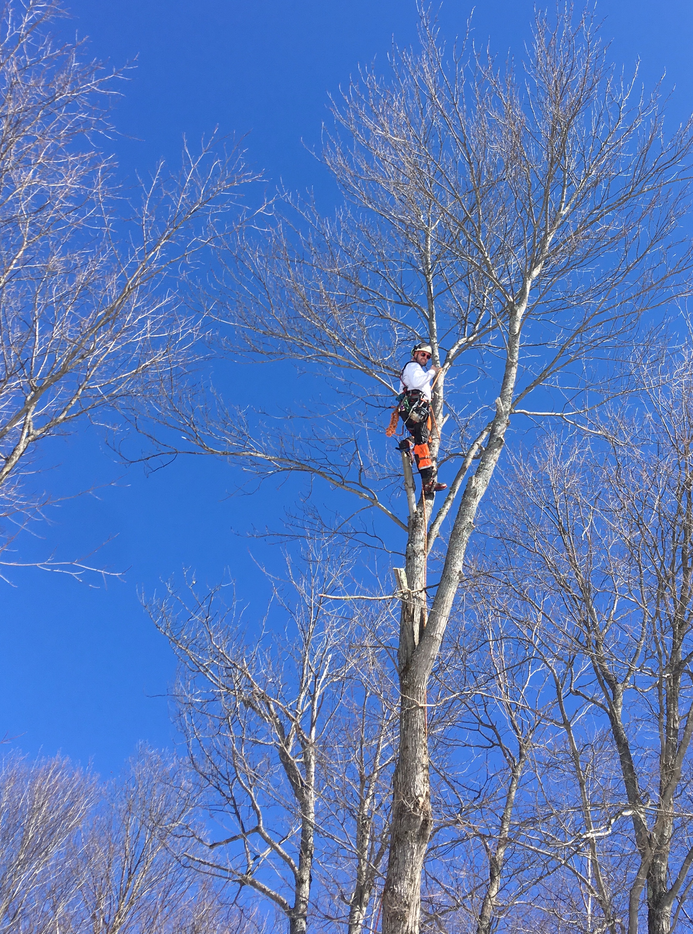 Images Élagage Frère d'Arbres