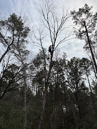 Texas Timber Tree Service Image