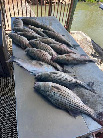 Images Fishing For Stripers