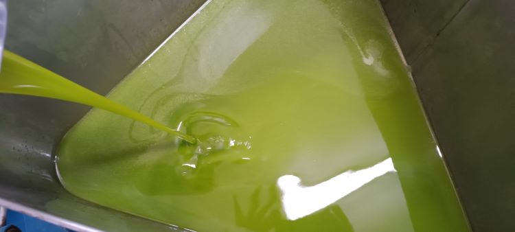 Images Zeus Società Cooperativa