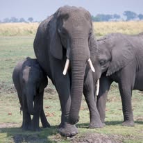 Images The Kane Schools - Wild & Rescue Medicine