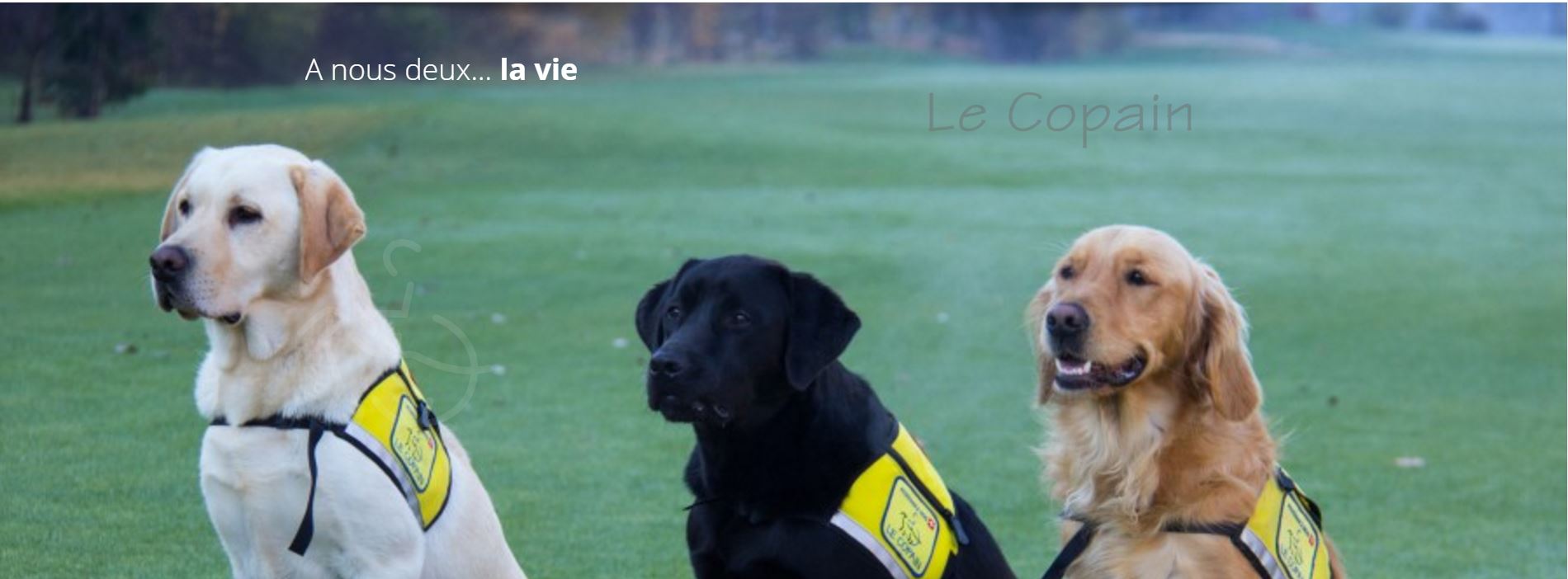 Bilder Fondation LE COPAIN : Suisse d'éducation de chiens d'assistance pour personnes handicapées et épileptiques