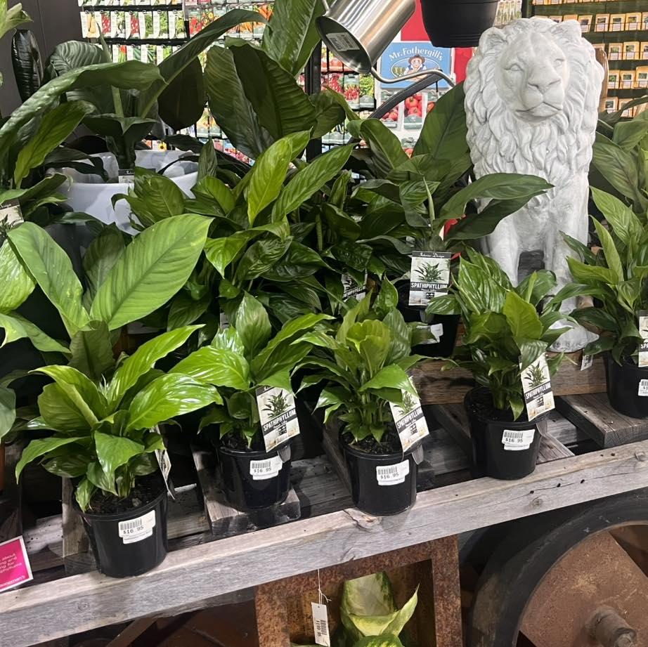 Images Stoneman's Garden Centre