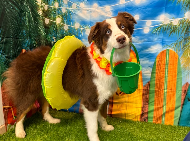 Images VCA Fleming Island Animal Hospital