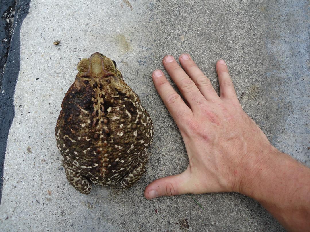 Florida Cane Toad removal and control services.