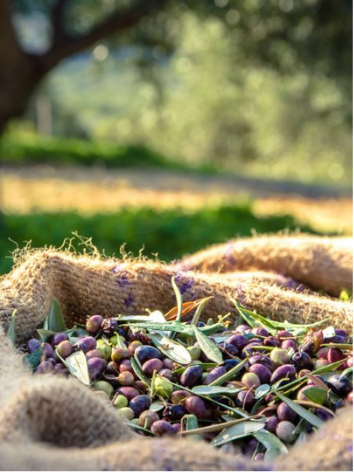 Images The Olive Orchard