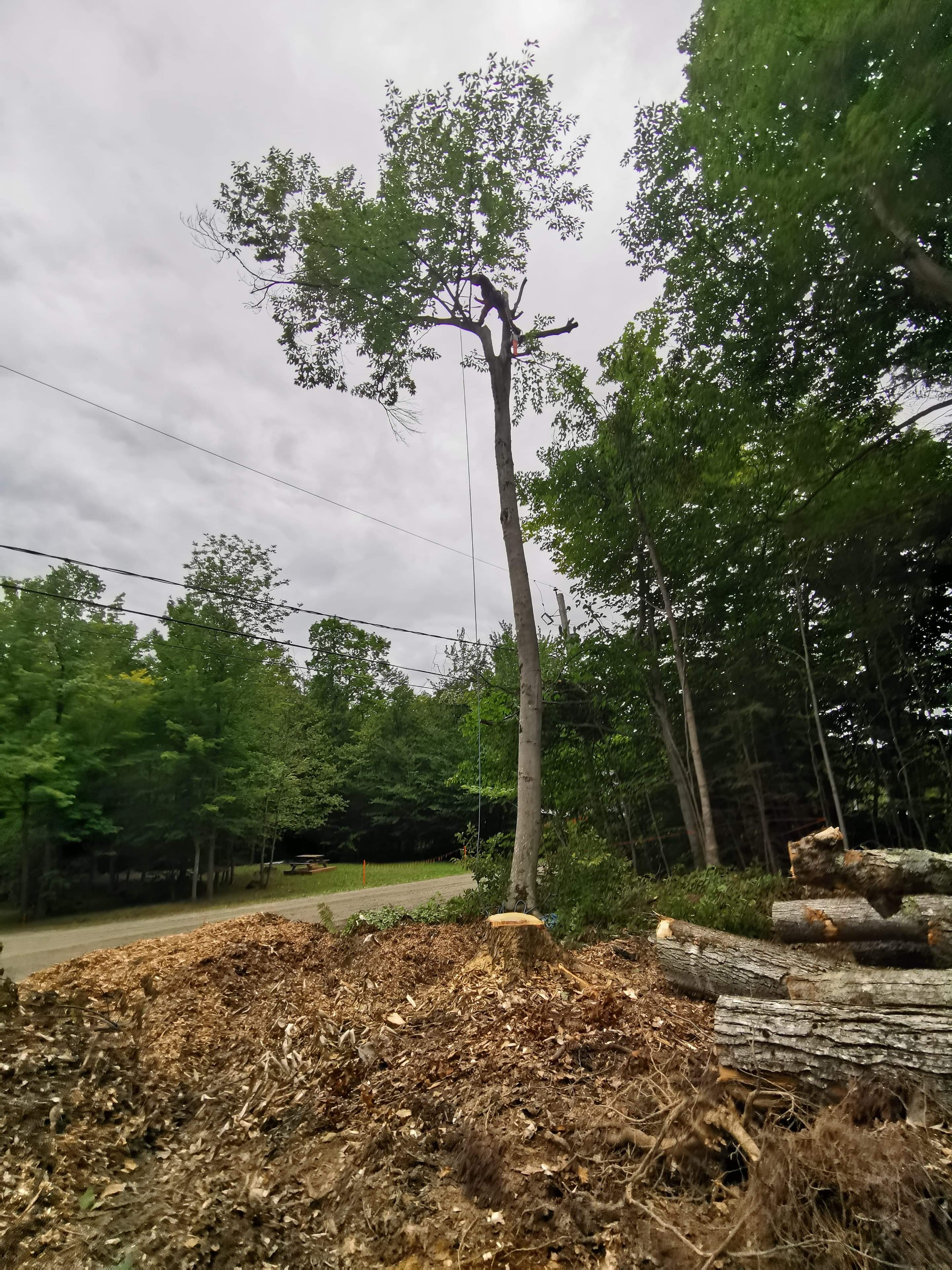 Images Altitude Abattage - Services d'arbres, Élagage, Émondage Eastman