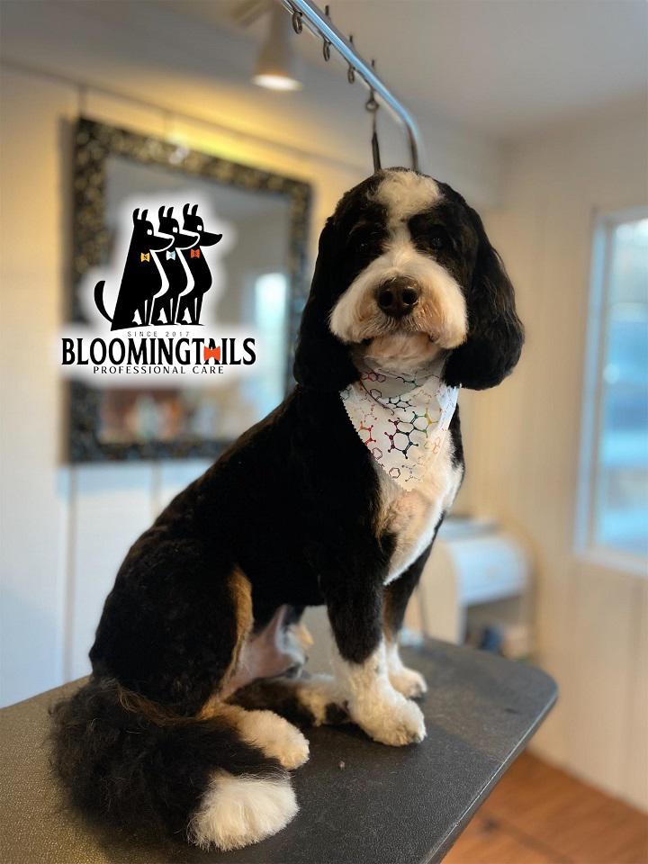 Image 7 | Bloomingtails Pet Grooming LLC